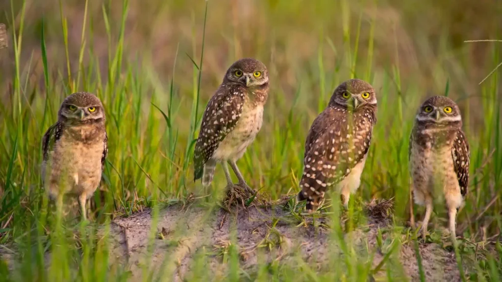 Burrowing owls near burrow during permitting survey in Florida grassland habitat