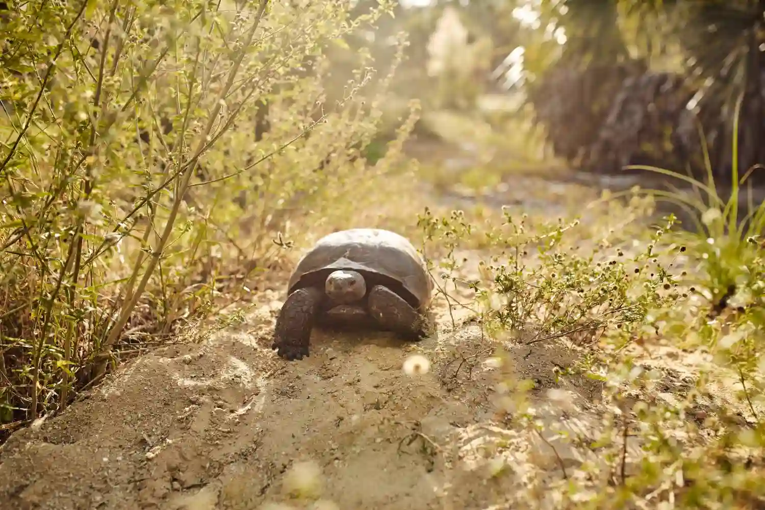 Gopher tortoise in sandy Florida habitat during permitting and relocation survey