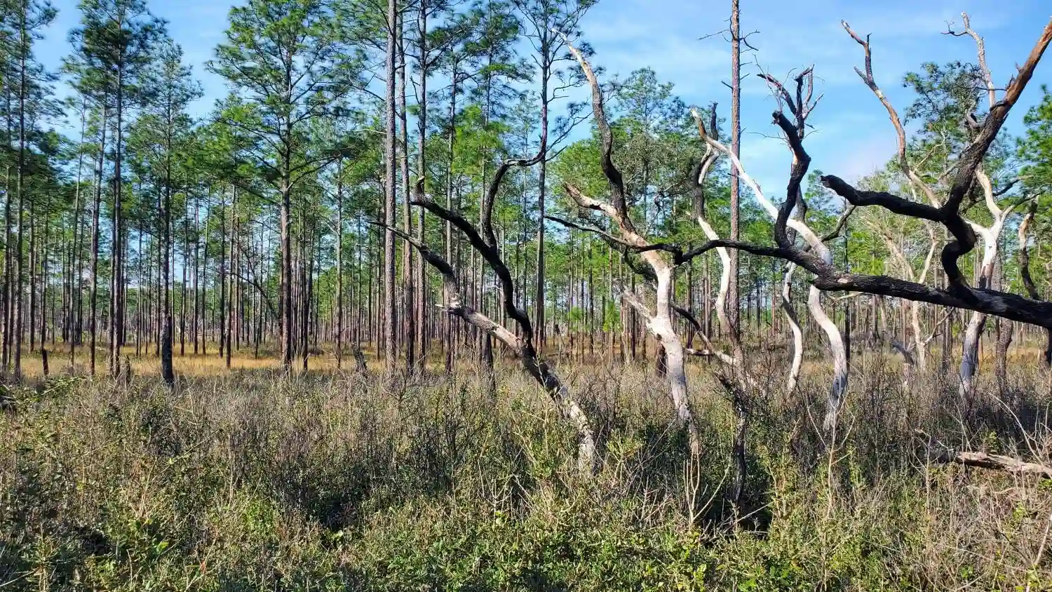 Florida pine habitat assessed for habitat conservation plan development