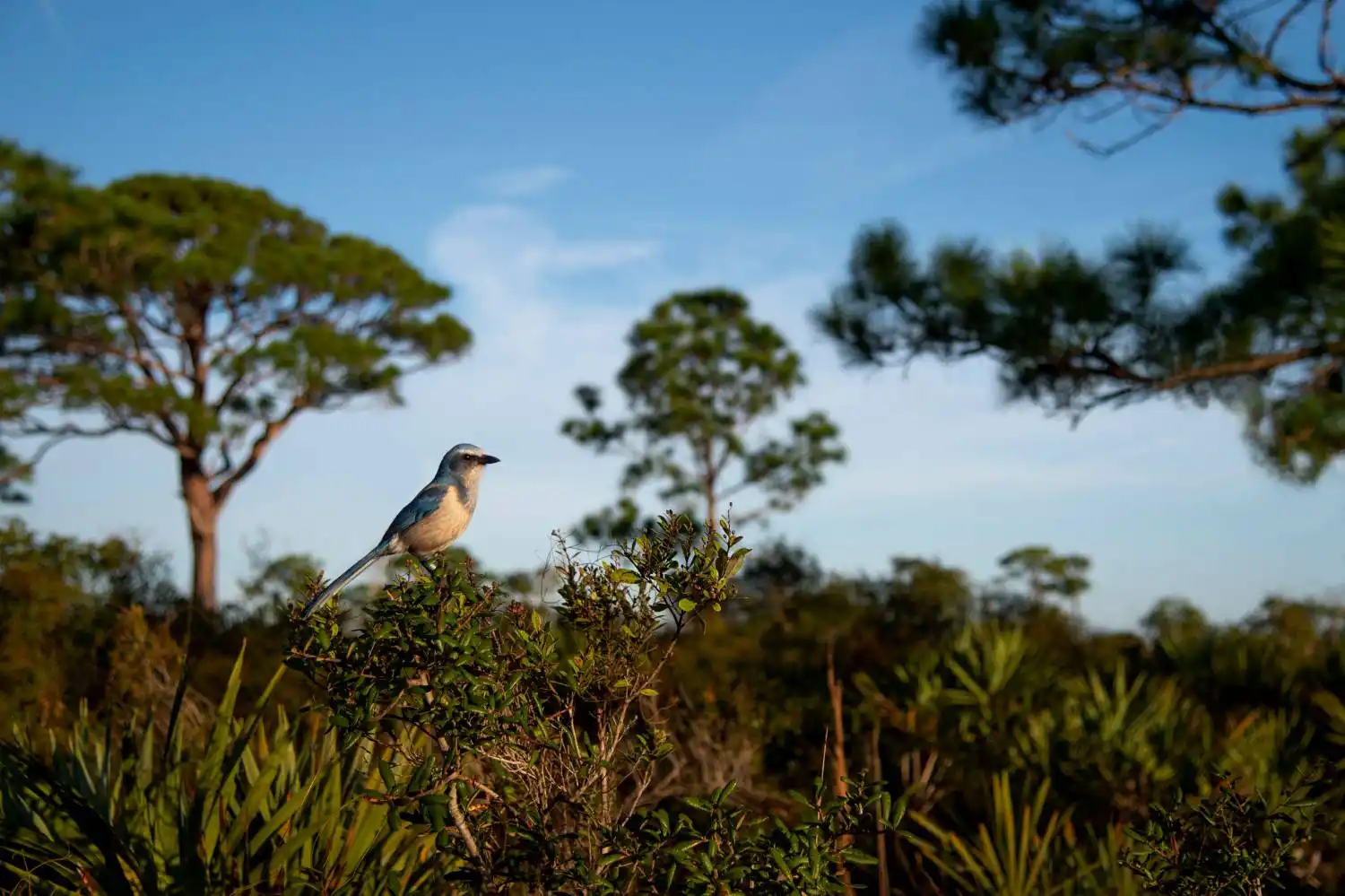 Florida scrub jay observed during scrub jay survey and permitting assessment
