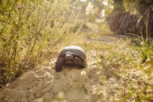 Gopher tortoise representing the need for permitting and relocation services.