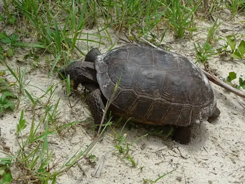 Gopher tortoise observed during wildlife habitat survey in sandy Florida habitat
