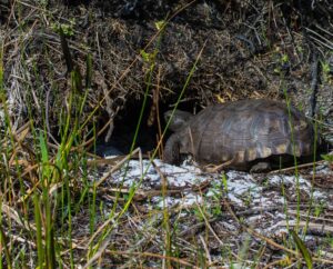 Gopher Tortoise