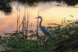 Protected Species Assessment