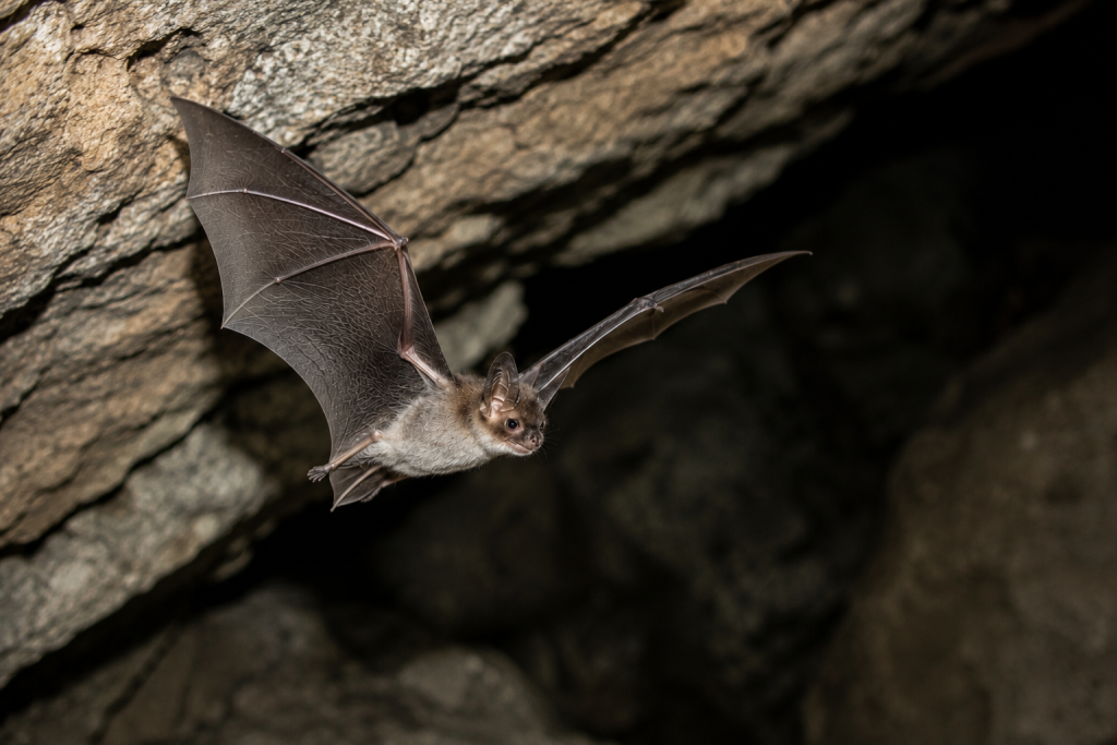 Florida Bonneted Bat Survey When Does Your Project Trigger USFWS Review